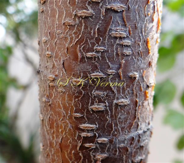  Lenticels